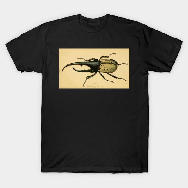 scarabaeus hercules: Scarab Beetle (male) T-Shirt by Donkeh23